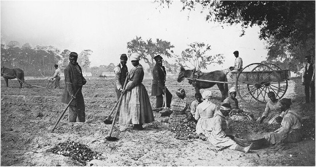 Enslaved Black Americans working on a plantation