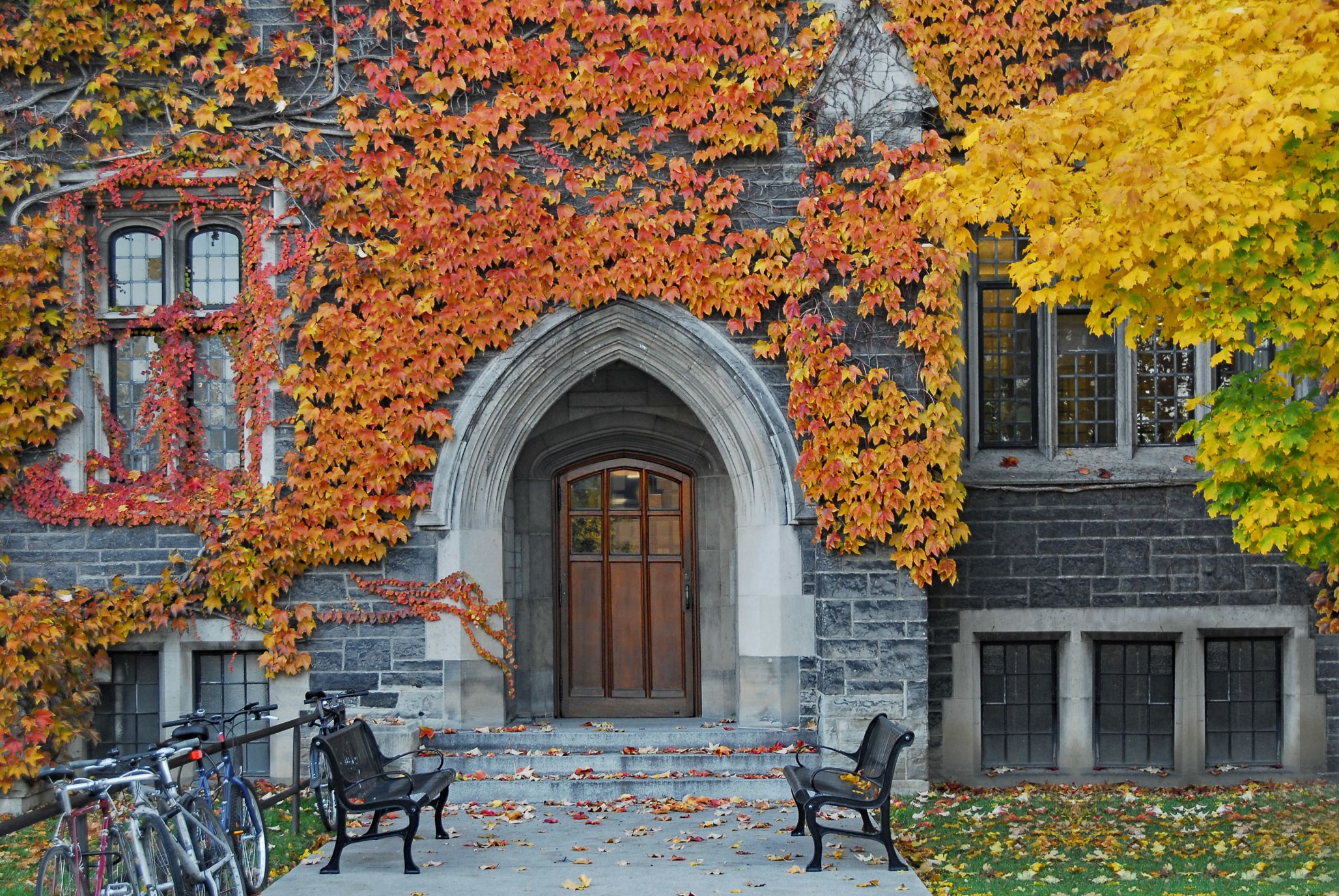 The entrance to old ivy covered gothic stone college building covered in ivy.