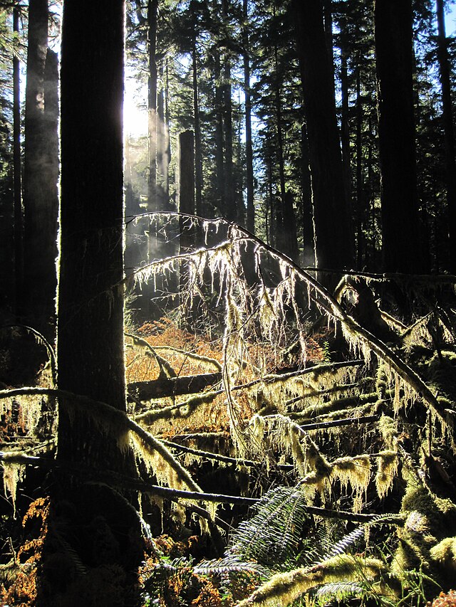 Sun coming through the trees at Olympic National Park