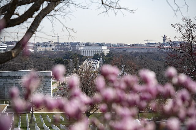 Magnolias bloom near the John F. Kennedy gravesite in Section 45 of Arlington National Cemetery, Arlington, Va.